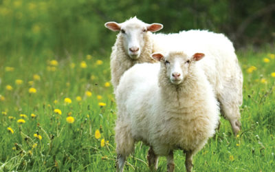 Tijdelijke elektrische afrastering voor weidegang op schapenboerderijen