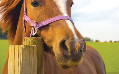Una cerca eléctrica alimentada por energía solar protege el potrero de caballos de la familia