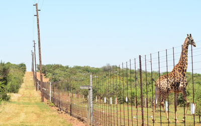 Solution de clôture électrique pour élevage de gros gibier