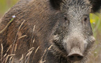 Stop wild boars in their tracks