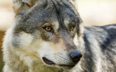 Robuuste oplossing garandeert de veiligheid van gemeenschappen en landbouwgronden tegen wolven